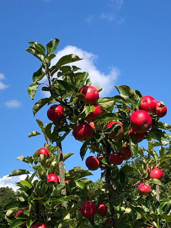 Frydenlund Slot´s æbler